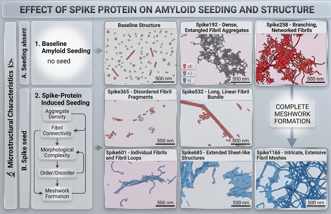 Microscopic illustration of spike protein inducing amyloid fibril aggregation